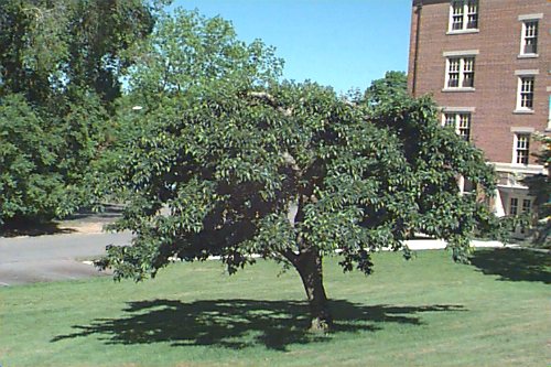 Tea Crabapple