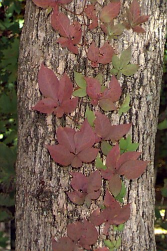 Virginia Creeper (Parthenocissus quinquefolia) – Orleans Conservation Trust