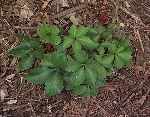Parthenocissus quinquefolia (Virginia Creeper, Virginia-creeper, Woodbine)
