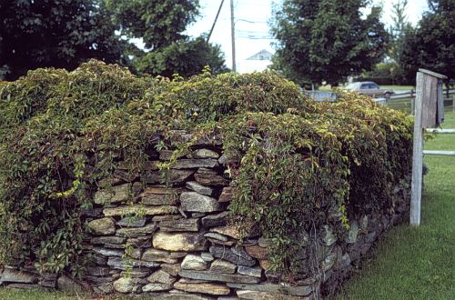 Virginia Creeper (Parthenocissus quinquefolia) – Orleans Conservation Trust