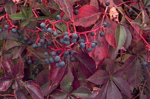 Virginia Creeper (Parthenocissus quinquefolia) – Orleans Conservation Trust