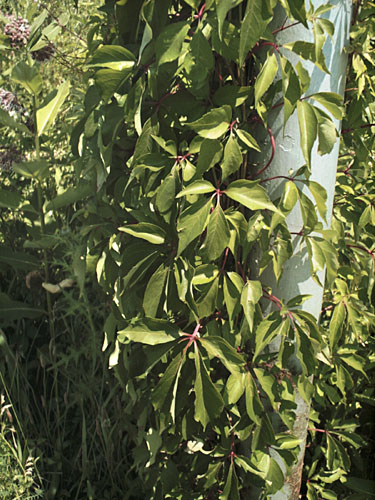 Virginia Creeper (Parthenocissus quinquefolia) – Orleans Conservation Trust