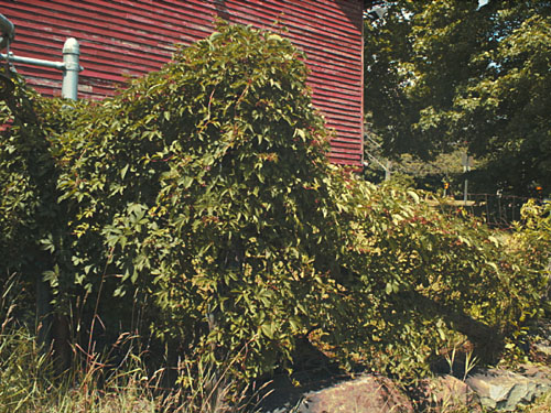 Virginia Creeper (Parthenocissus quinquefolia) – Orleans Conservation Trust