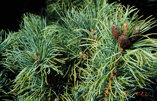 PlantFiles Pictures: Japanese White Pine, Japanese Five-Needled Pine  (<i>Pinus parviflora var. pentaphylla</i>) by WaterCan2