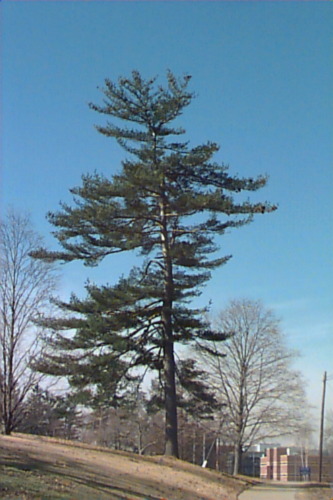 Connecticut Slate Dwarf White Pine