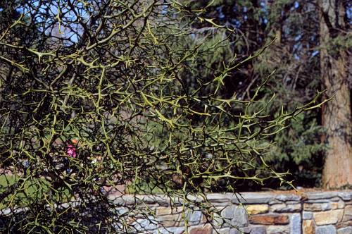 Trifoliate Orange, Hardy Orange