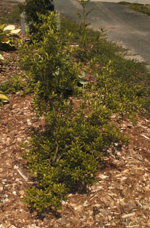 Trifoliate Orange, Hardy Orange