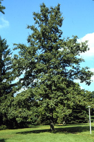 Shingle Oak, Laurel Oak