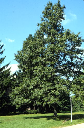 Shingle Oak, Laurel Oak