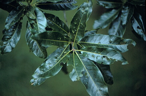 Shingle Oak, Laurel Oak