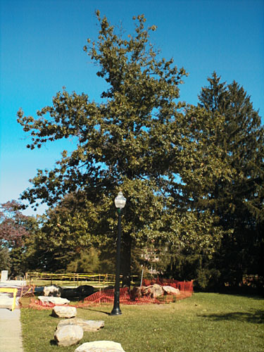 Shingle Oak, Laurel Oak