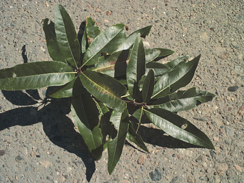 Shingle Oak, Laurel Oak