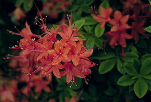 Flame Azalea