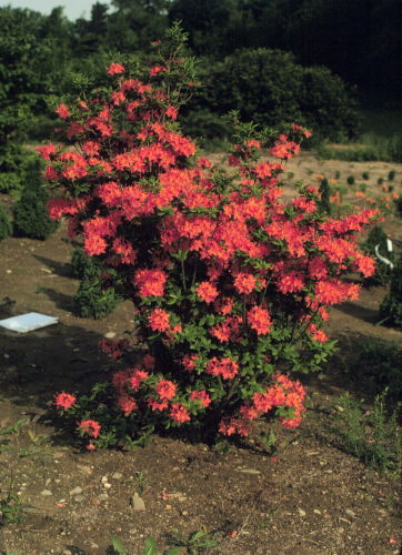 Flame Azalea