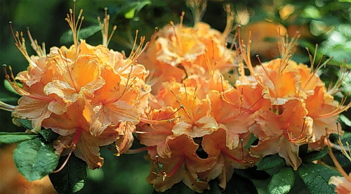 Flame Azalea
