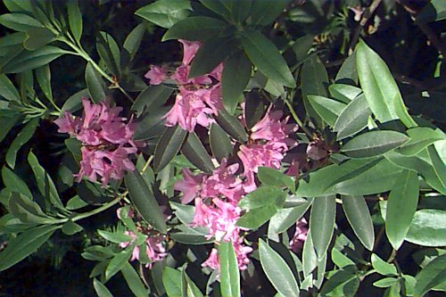 Rhododendron x laetevirens, Wilson Rhododendron - Plant Database -  University of Connecticut