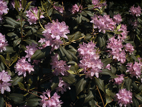 Rhododendron x laetevirens, Wilson Rhododendron - Plant Database -  University of Connecticut
