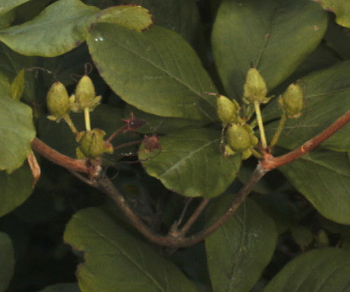 Royal Azalea