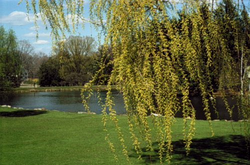 Weeping Willow  Views Infinitum