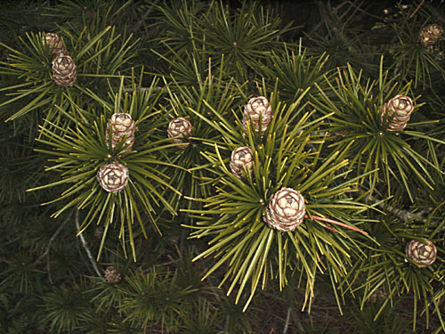 Plant Database