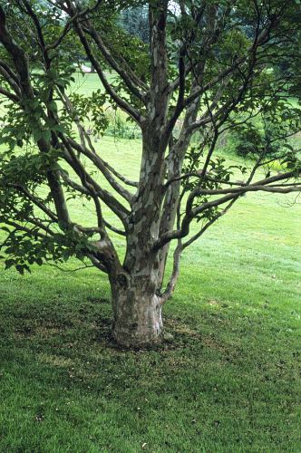 Korean Stewartia