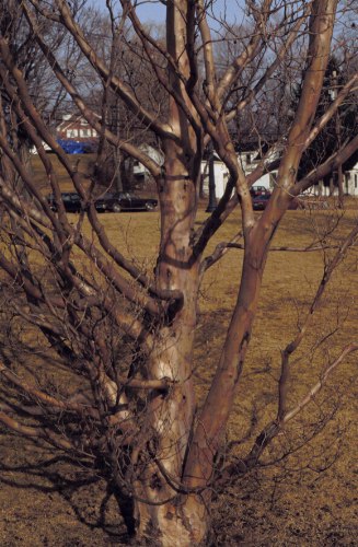 Korean Stewartia