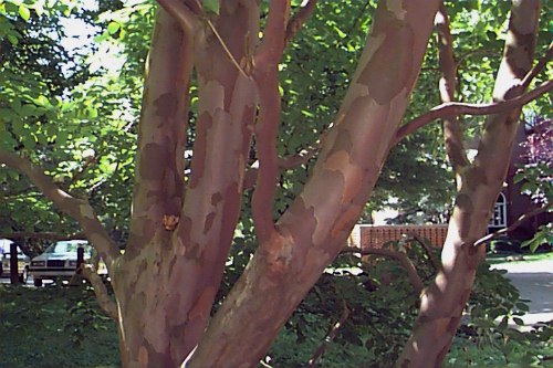 Korean Stewartia
