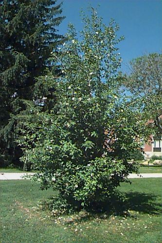 Korean Stewartia