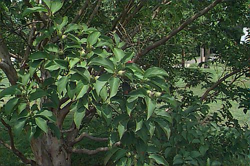 Korean Stewartia