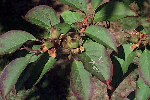 Korean Stewartia