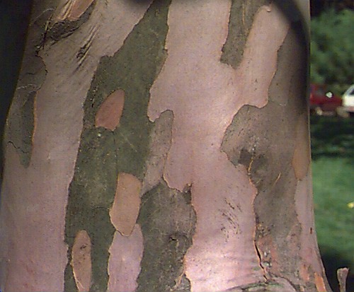 Korean Stewartia