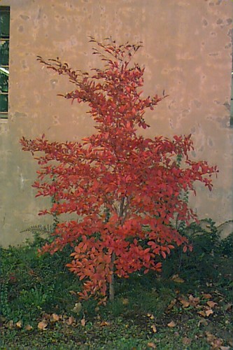 Korean Stewartia