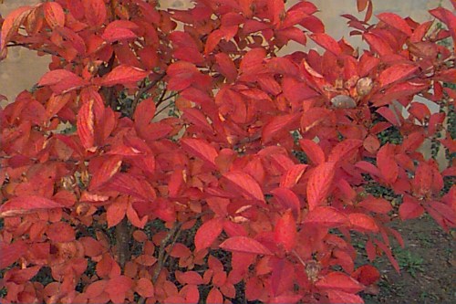 Korean Stewartia