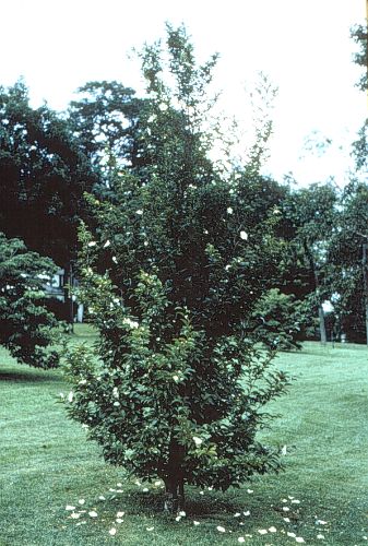 Korean Stewartia
