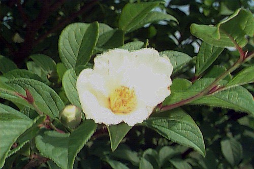 Korean Stewartia