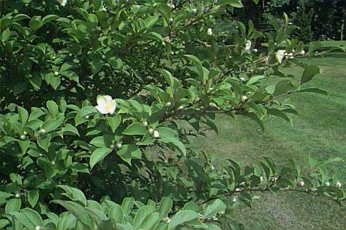 Korean Stewartia
