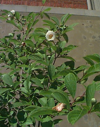 Korean Stewartia