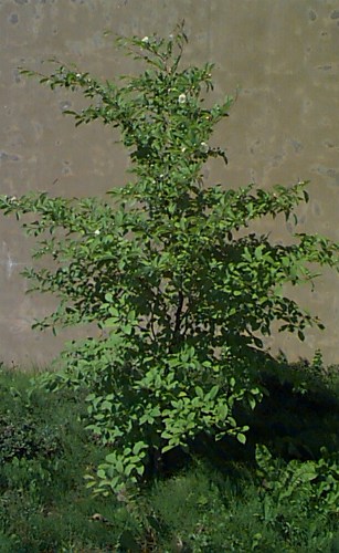 Korean Stewartia