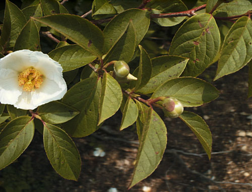 Korean Stewartia