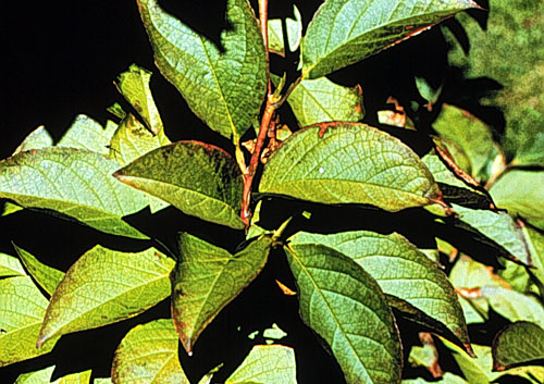 Korean Stewartia