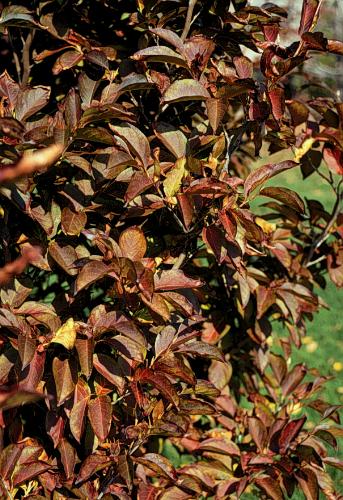 Korean Stewartia