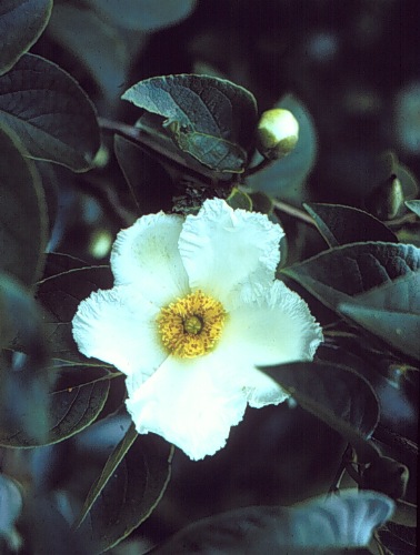 Korean Stewartia