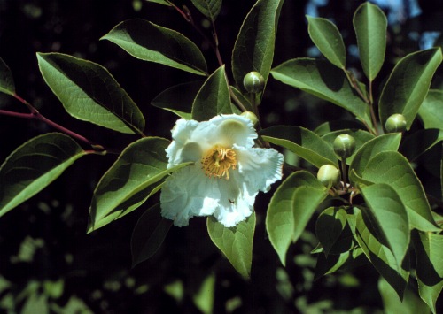 Korean Stewartia