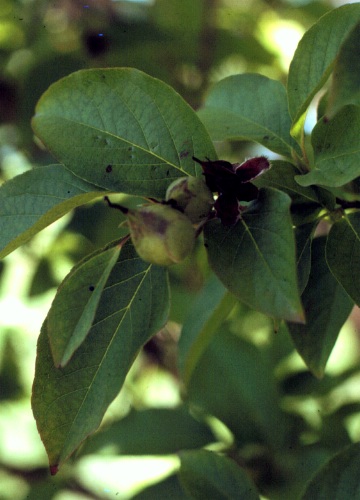 Korean Stewartia