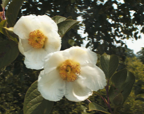 Korean Stewartia